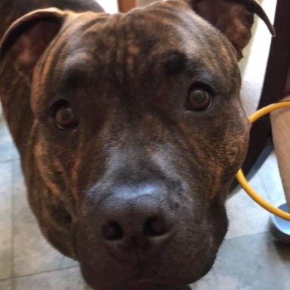 Meet your Posher, Heidi - Picture 1 of 1